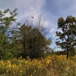 Salt Creek Trail - La Grange Park