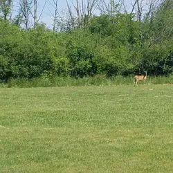 Bremen Grove Forest Preserve - Lansing