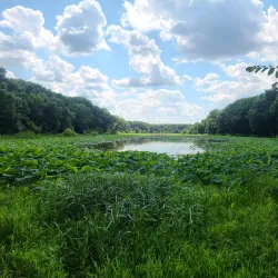 Red Gate Woods - Lemont