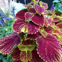 Cook Park - Libertyville