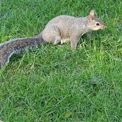 Cook Park - Libertyville