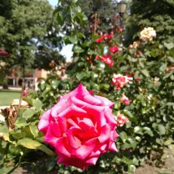 Cook Park - Libertyville