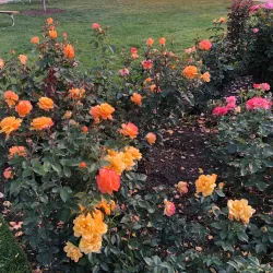 Cook Park - Libertyville