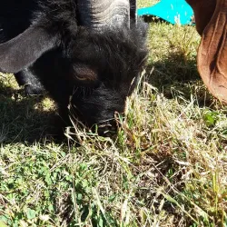 Liberty Prairie Conservancy - Libertyville