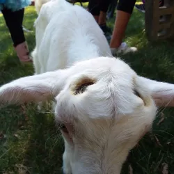Liberty Prairie Conservancy - Libertyville