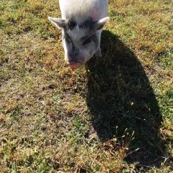 Liberty Prairie Conservancy - Libertyville