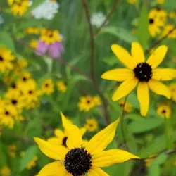 Illinois Prairie Path - Lisle