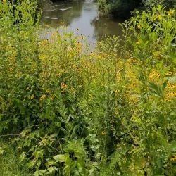 Illinois Prairie Path - Lisle