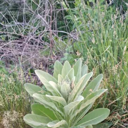 Great Western Trail - Lombard