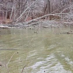 Crab Orchard National Wildlife Refuge - Marion