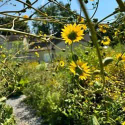 Murphysboro Historical Museum - Murphysboro