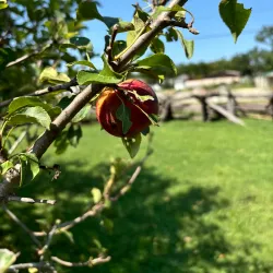 Murphysboro Historical Museum - Murphysboro