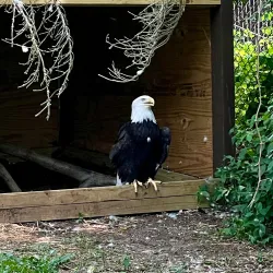 Miller Park Zoo - Normal