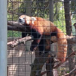 Miller Park Zoo - Normal