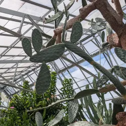 Oak Park Conservatory - Oak Park