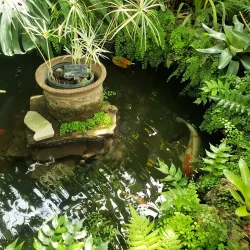 Oak Park Conservatory - Oak Park