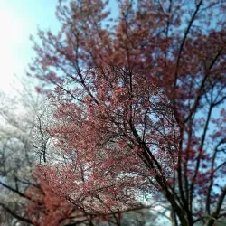 O'Fallon Community Park - O'Fallon