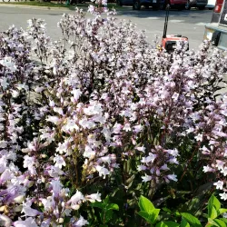 O'Fallon Farmers Market - O'Fallon