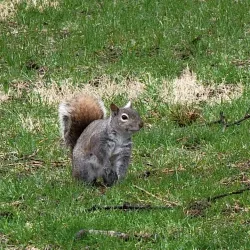 Grandview Drive - Peoria