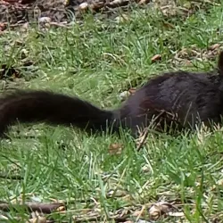 Grandview Drive - Peoria