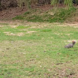 Grandview Drive - Peoria