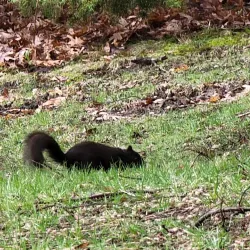 Grandview Drive - Peoria