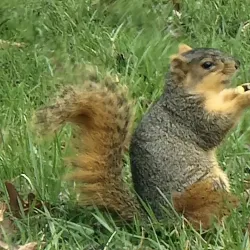 Grandview Drive - Peoria