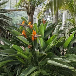 Luthy Botanical Garden - Peoria