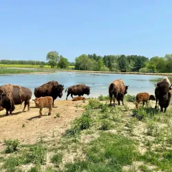 Wildlife Prairie Park - Peoria