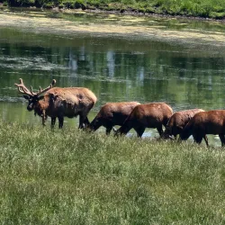 Wildlife Prairie Park - Peoria