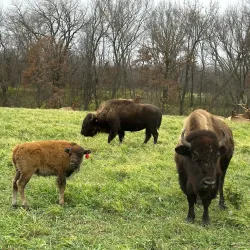 Wildlife Prairie Park - Peoria
