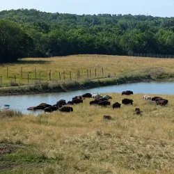 Wildlife Prairie Park - Peoria