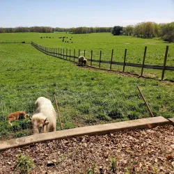 Wildlife Prairie Park - Peoria