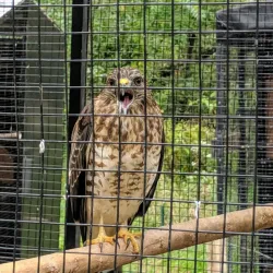 Wildlife Prairie Park - Peoria