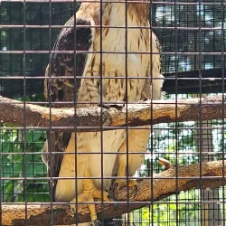 Wildlife Prairie Park - Peoria