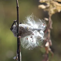 Lake Pittsfield - Pittsfield
