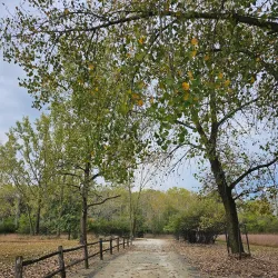 Bristol Ridge Forest Preserve - Plainfield