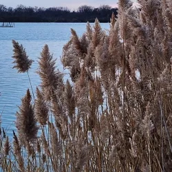 Bristol Ridge Forest Preserve - Plainfield
