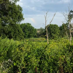 Lockport Prairie Nature Preserve - Plainfield