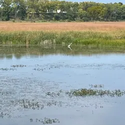 Lockport Prairie Nature Preserve - Plainfield