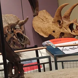 Burpee Museum of Natural History - Rockford