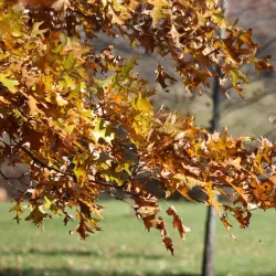 Rock Cut State Park - Rockford
