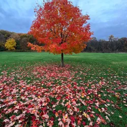 Busse Woods (Ned Brown Preserve) - Schaumburg