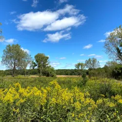 Busse Woods (Ned Brown Preserve) - Schaumburg