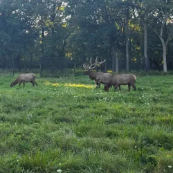 Busse Woods (Ned Brown Preserve) - Schaumburg