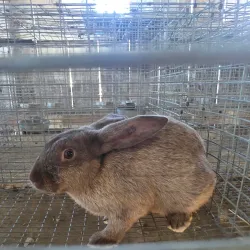 Bureau County Fairgrounds - Spring Valley