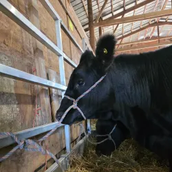 Bureau County Fairgrounds - Spring Valley