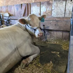 Bureau County Fairgrounds - Spring Valley
