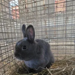 Bureau County Fairgrounds - Spring Valley