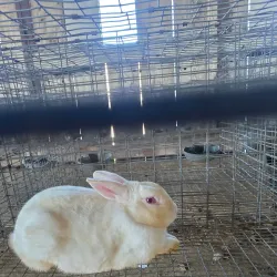 Bureau County Fairgrounds - Spring Valley